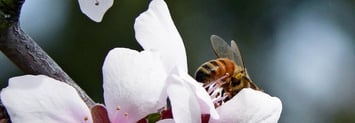 Featured Image of Announcing Beewise’s Environmental, Social, and Governance Impact Report for 2022
