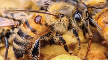Featured Image of Heat Treatment for Varroa: History and Advancements You Need to Know
