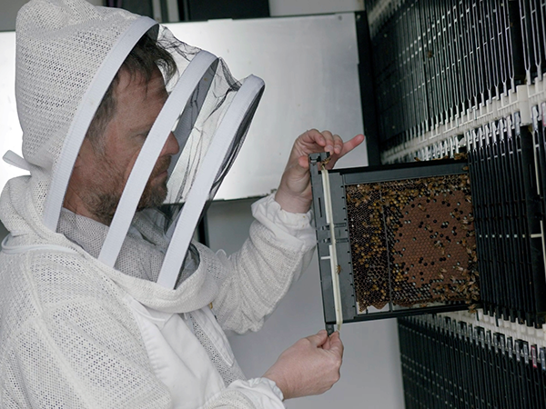 Inspecting a frame of bees