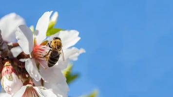 Featured Image of New Study Finds 60% of Crops Aren't Visited by Enough Pollinators