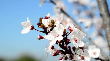 Featured Image of New Study Finds 60% of Crops Aren't Visited by Enough Pollinators