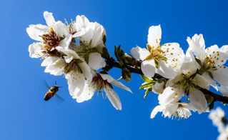 bee on almonds