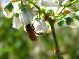 blueberry honey bees-1